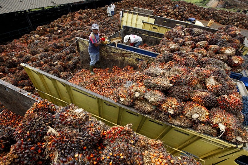 Olam Palm Gabon, comme modèle de réussite agro-industriel